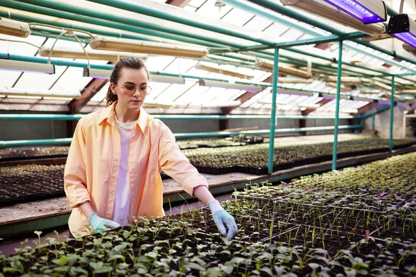 Mujer joven en gafas, guantes y ropa de trabajo tocando plántulas verdes — Foto de Stock