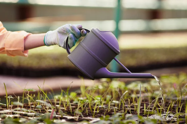 Main Gantée Jardinier Contemporain Tenant Arrosoir Plastique Violet Sur Des — Photo