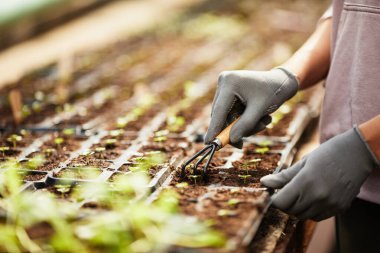 Çağdaş bahçıvanın eldivenli elleri turba kaplarında toprağı gevşetiyor ve yeşil fideleri bahçelerde yetişiyor.