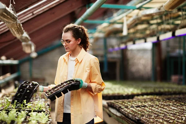 Femeie tânără în îmbrăcăminte de lucru de grădinar care deține seturi de ghivece mici cu germeni — Fotografie, imagine de stoc