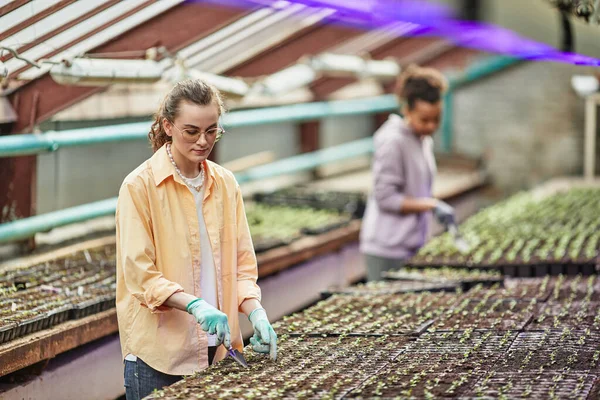 Joven jardinero serio en ropa de trabajo y guantes sacando plántulas de una maceta pequeña — Foto de Stock