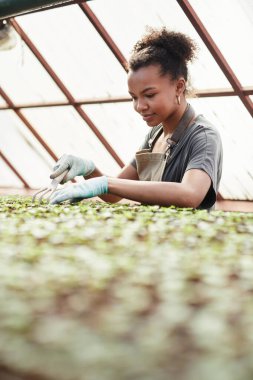 Genç dişi tarım uzmanı fidelerle ilgilenirken toprağı gevşetiyor.