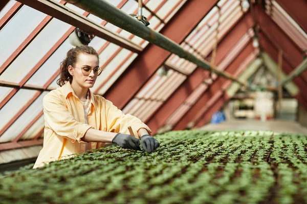 Joven trabajador serio de invernadero moderno replantación de plántulas verdes — Foto de Stock