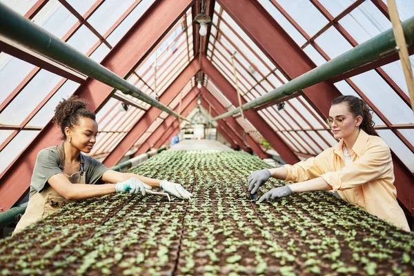 Dos jóvenes agricultores felices o trabajadores de invernadero aflojando y replantando plántulas — Foto de Stock