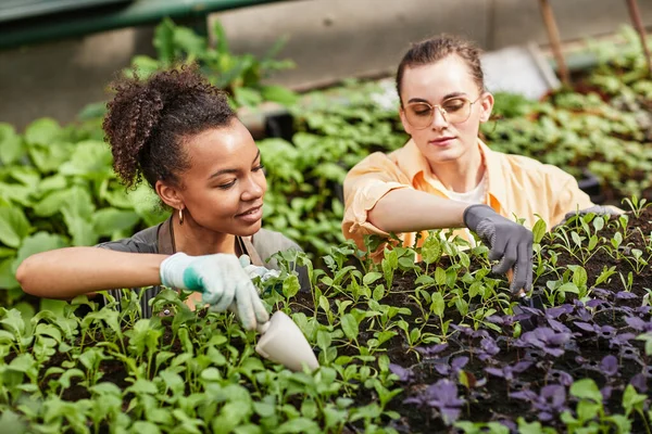 Dos jóvenes jardineras interculturales en guantes replantando plántulas — Foto de Stock