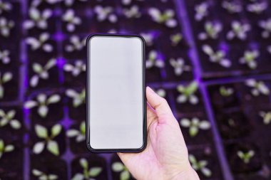 Geniş modern serada yetişen yeşil fideler grubuna karşı akıllı telefon tutan genç kadın bahçıvanın eli