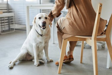 Şirin labrador köpeği sandalyede sahibinin yanında yerde oturuyor.