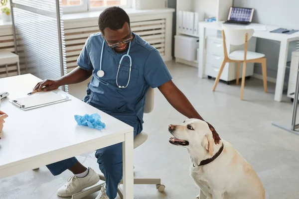 ラブラドール犬の幸せな若いアフリカ系アメリカ人獣医師の甘やかす頭 — ストック写真