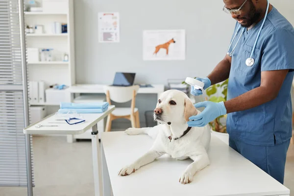 Afroamerikansk manlig veterinär med förstoringsglas undersöker päls av hund — Stockfoto