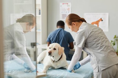 Genç çağdaş kadın klinisyen aşı labrador köpeği