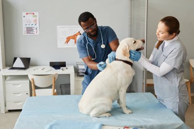 Genç hemşire Labrador 'a bakıyor.
