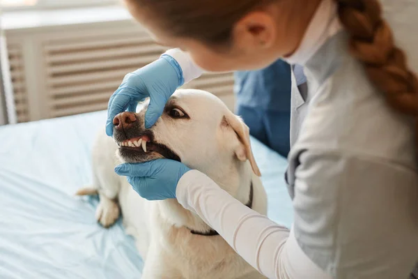 Handskar händer ung sjuksköterska av djur sjukhus kontroll tänder hund patient — Stockfoto