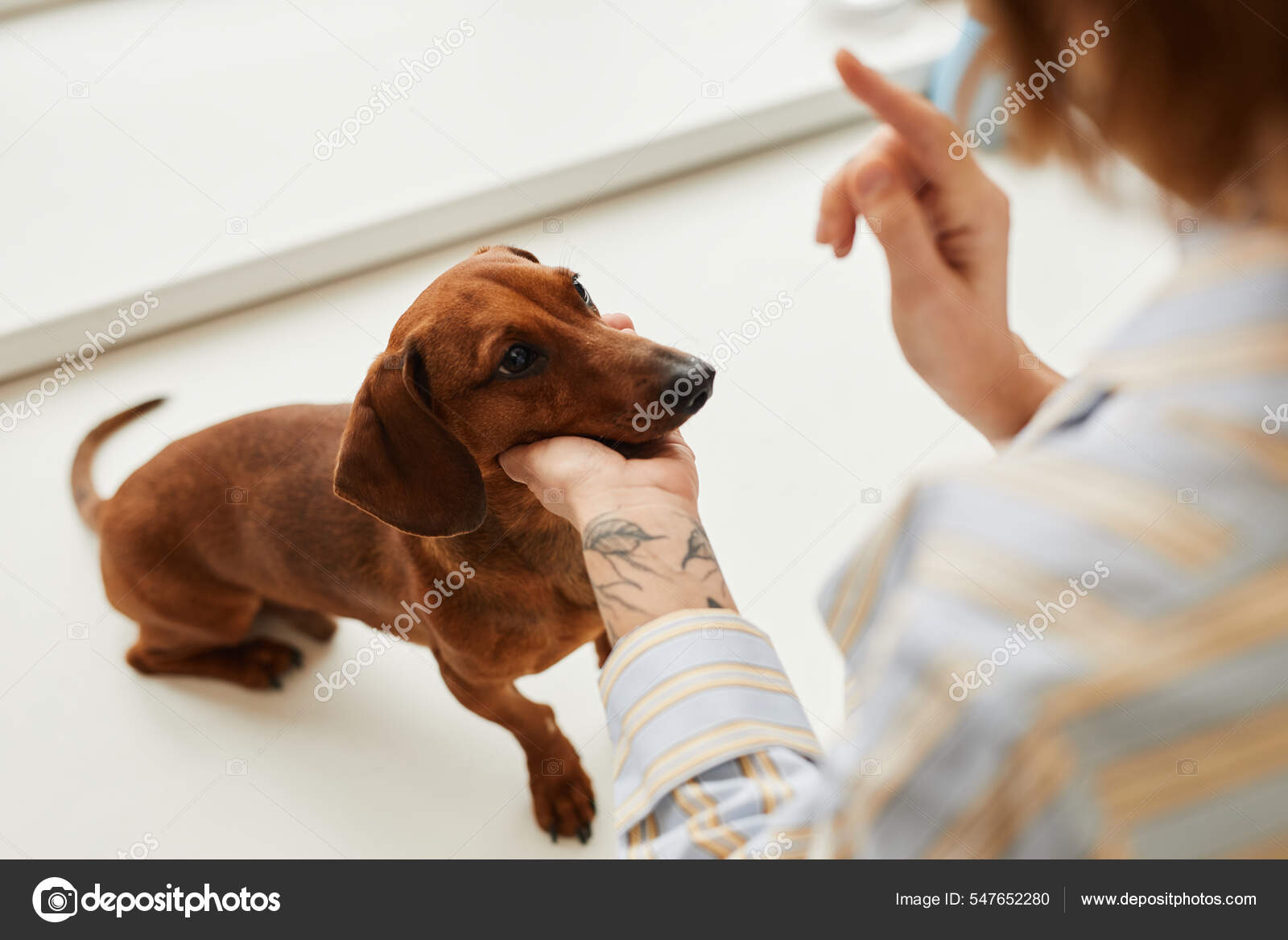 Cute dachshund dog of brown color looking at pet owner — Stock