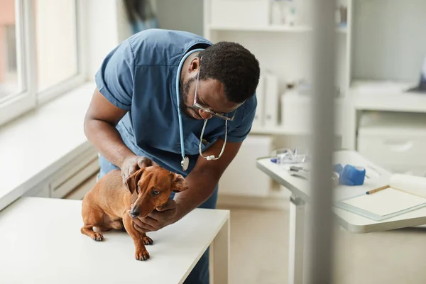 Unga djur läkare i blå medicinska skurar undersöka sjuka bruna taxar — Stockfoto