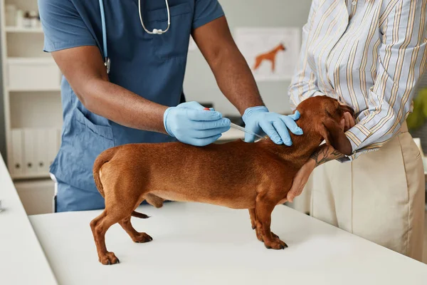 Sällskapsdjur ägare trösta tax under medicinsk analys — Stockfoto