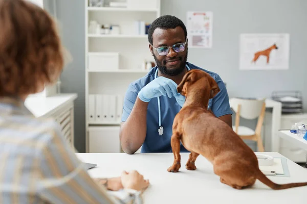 Ung läkare vid samtida veterinärkliniker undersöka sjuk hund — Stockfoto