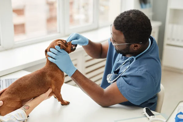 Ung läkare i blå medicinska skurar undersöka tänder sjuka hund — Stockfoto