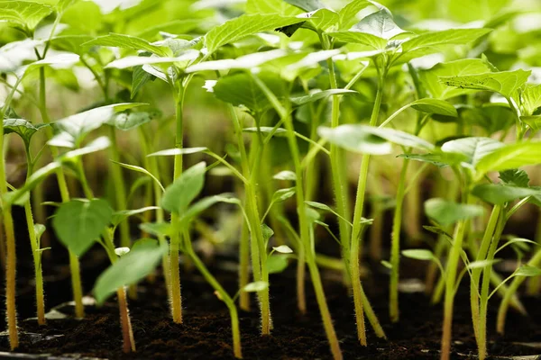 Grupo de plántulas verdes de plantas de pimienta que crecen en suelo fértil en el jardín — Foto de Stock