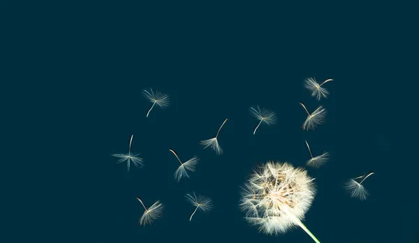 Πολύχρωμο φόντο με dandelion inflorescences.Εορταστική έννοια ή ευτυχία είναι σε μικρά πράγματα.Κοντινό πλάνο — Φωτογραφία Αρχείου