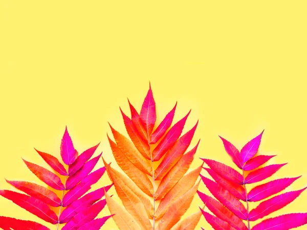 Fundo tropical de folhas coloridas. Humor criativo ou cenário decorativo para design.Trendy cor carmesim. Close-up — Fotografia de Stock