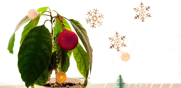 Πράσινο Δέντρο Αβοκάντο Διακοσμημένο Χριστουγεννιάτικες Διακοσμήσεις Στο Φόντο Ενός Παραθύρου — Φωτογραφία Αρχείου