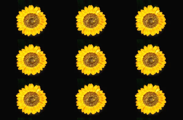 Wzór dekoracyjnego słonecznika na ciemnym tle. Symbol Ukrainy. — Zdjęcie stockowe