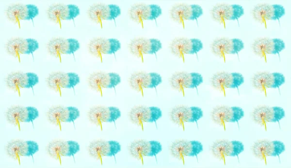 青地の薄い日陰に白いタンポポの花序と影のパターン 夏のカラートレンド2022 注目を集めるパレット 季節のプロジェクトや基本設計のための創造的なコピースペース — ストック写真