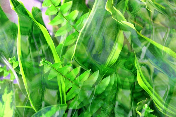 Fern Palm Leaves Holographic Background Light Shades Biophilia Design Summer — Fotografia de Stock