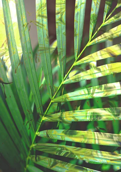 Biophilia design. Palm leaves on holographic background in light shades. Summer Color Trends, connecting with nature. Bold hues for seasonal projects and basis designs. Vertical Orientation