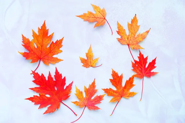 Creative Composition Colorful Autumn Leaves Holographic Background Light Lavender Shades — Foto de Stock