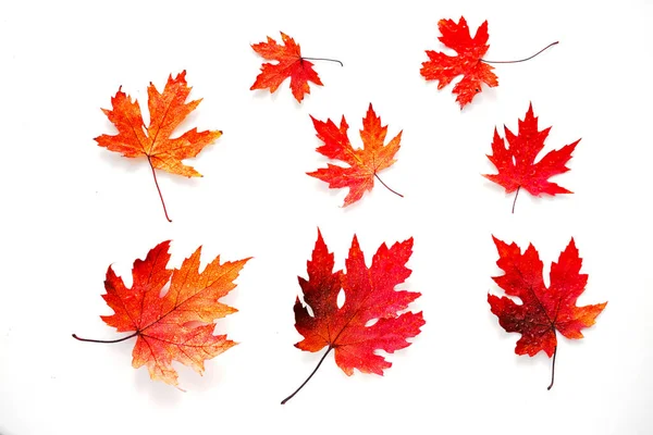 Creative Composition Colorful Autumn Leaves White Background Biophilic Design Close — Foto de Stock