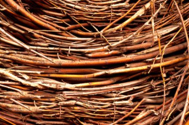 Autumn background from branches in brown-beige tones. Poster with atmospheric mood in autumn colors. Close-up