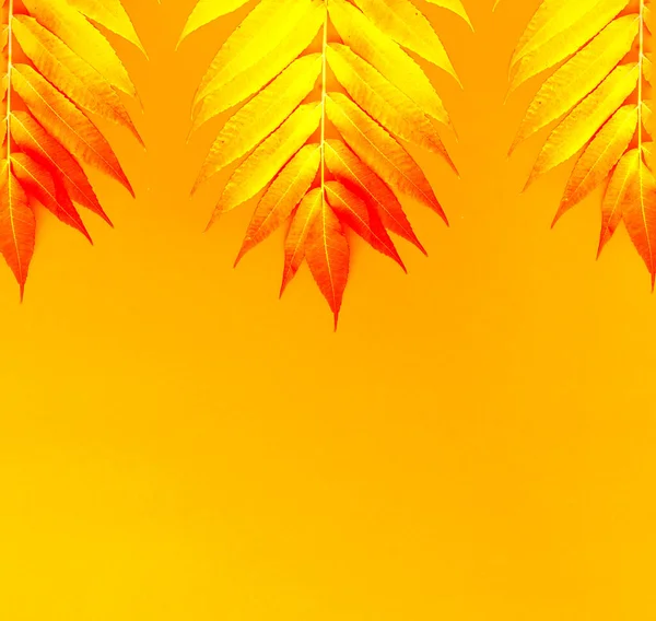 Natural background of colorful leaves. Texture from shades of Pastel Orange for design or wall decoration. Interior decor mit tropical plant. Close-up.