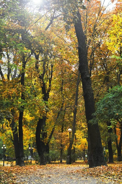 City park mit beautiful orange Leaves and natural light. Autumn landscape in the rays of the sun. Vertical composition