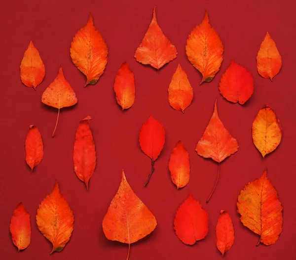 ケシの夕日の色を背景に明るい秋の葉のパターン ポスターデザインのための創造的な空間 — ストック写真
