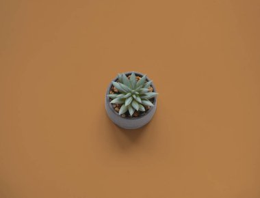 Kahverengi arka planda gri tencerede sulu bir çiçek. Dünya Toprak Günü Konsepti. 