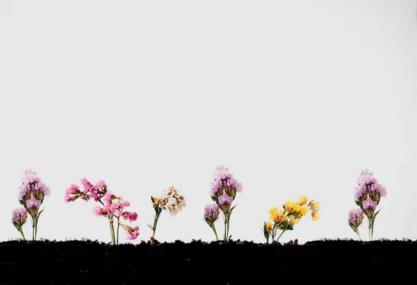 Yerde Çiçekler Var Dünya Toprak Günü Konsepti — Stok fotoğraf