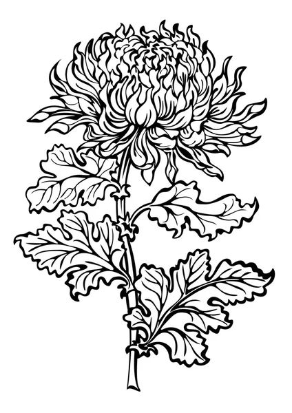 Blomma chrysanthemum svart och vitt — Stock vektor