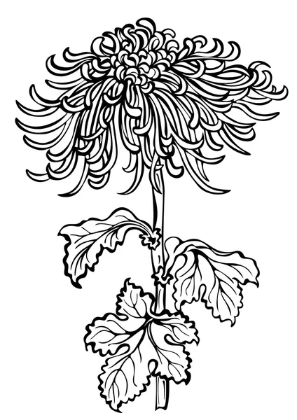 Japonský chrysanthemum květiny na bílém pozadí — Stockový vektor