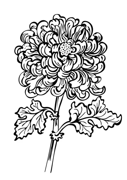 Chrysant bloem op witte achtergrond — Stockvector