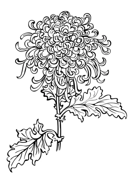 Japanse chrysant bloem — Stockvector