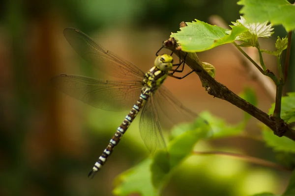 Dragonfly sedí na větvi hroznů — Stock fotografie