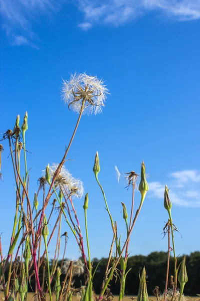 野生の花を成長します。エゾコウゾリナ属 — ストック写真