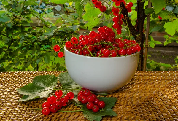 Grosellas rojas maduras — Foto de Stock