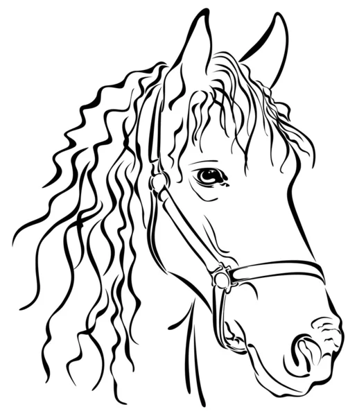 Closeup schets van paard — Stockvector