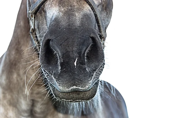 Cavalo sorriso no fundo branco . — Fotografia de Stock