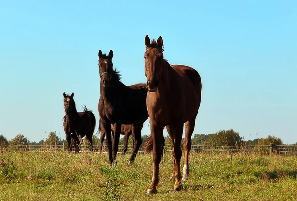 Три лошади пасутся на лугу — стоковое фото