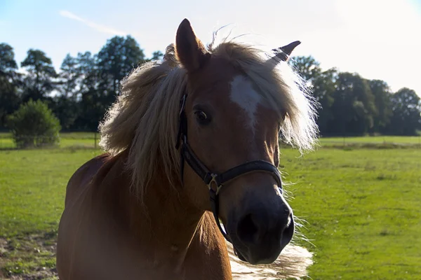 Close-up van paard op een zomer weiland — Stockfoto