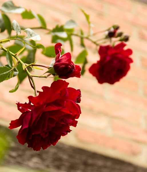 Red rose flower — Stock Photo, Image