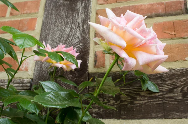 Pink rose flower — Stock Photo, Image